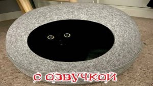 Приколы с котами! СМЕШНЫЕ КОТЫ! С озвучкой!! САМЫЕ смешные животные!!