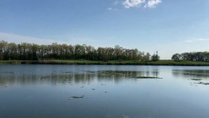 Белый Амур, уничтожает, тонны камыша!!!