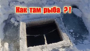 Пруд с карпами кои и зеркальным карпом в феврале.