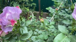 Роза Дездемона, прогулка по саду🧚🏻♀️🌿🧚🏻♀️🌿🧚🏻♀️15 мая 24г. Розы в саду!
