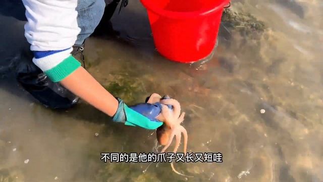 牛牛驅車二十公里，來到海參排水口蹲守，大海參大蝦抓一桶！ 【牛牛趕海海鮮】