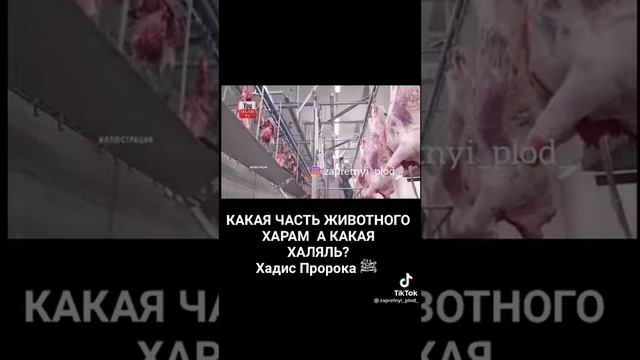 салом алекум всем здравствуйте какая часть животного характер А какая халяву записи пророка☝👍 смотреть онлайн