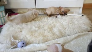 Мини чихуахуа.