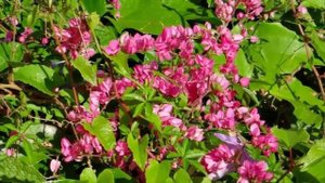 How To Grow A Bride Tear Flower (Antigonon Leptopus) For Ornamental Plants At Home