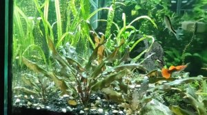 Состояние криптокорина булоза и анубиас ланцетовидный  на 8 April 2024. Ответ для @aquaneptun565322