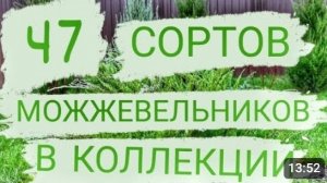 47 СОРТОВ МОЖЖЕВЕЛЬНИКОВ В КОЛЛЕКЦИИ 🌲МОЖЖЕВЕЛОВОГО САДА🌲5.11.2023г.