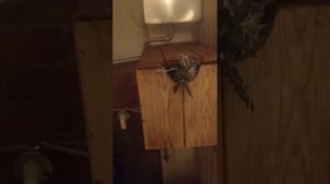 Фитозапарник