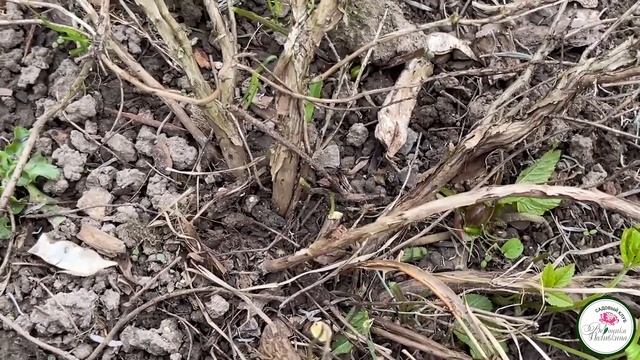 Сделайте это и вы не узнаете свою лаванду смотреть онлайн