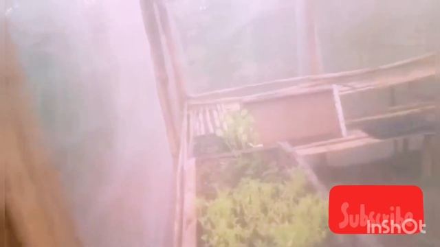 Tunga leyte Comunity garden..lot's of fresh vegetables. /@helenaldayavlog879 & Robert смотреть онлайн