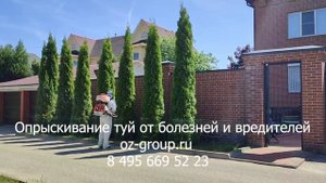 Опрыскивание туй от болезней и вредителей
