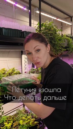 Петунии взошли, что делать дальше