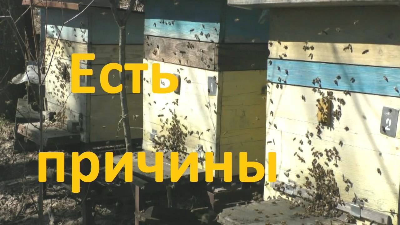 Одна из причин ослабления пчел весной смотреть онлайн