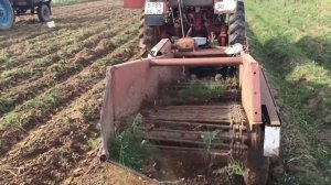 Выкапывание картофеля 07.09.20 копалкой Л-651