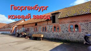 Конный завод Георгенбург, Черняховск Калининградской области