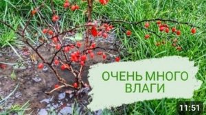 ОЧЕНЬ МНОГО ВЛАГИ В 🌲МОЖЖЕВЕЛОВОМ САДУ🌲. 16.11.2023г.