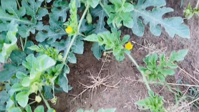 Growing amazing Watermelon