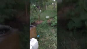 Павловния Войлочная в Донецке, результат на 17 июля 2020.