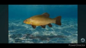 ПРЕСНОВОДНЫЕ РЕЧНЫЕ ВИДЫ РЫБ! НЕ ЗАБУДЬ ПОДПИСАТСЯ!