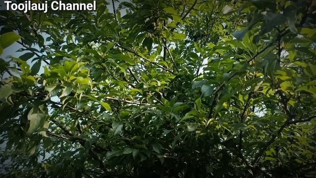 Xov Xwm [27/4/2023] Tu Txiv Vwm Tshuaj Muab Tu Poj Niam Caum Tua Tuag Pab Hlub Kawg Li смотреть онлайн