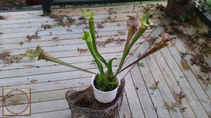 Sarracenia Flava How to grow and care for Sarracenia Flava |Carnivorous Collective| C@$C0