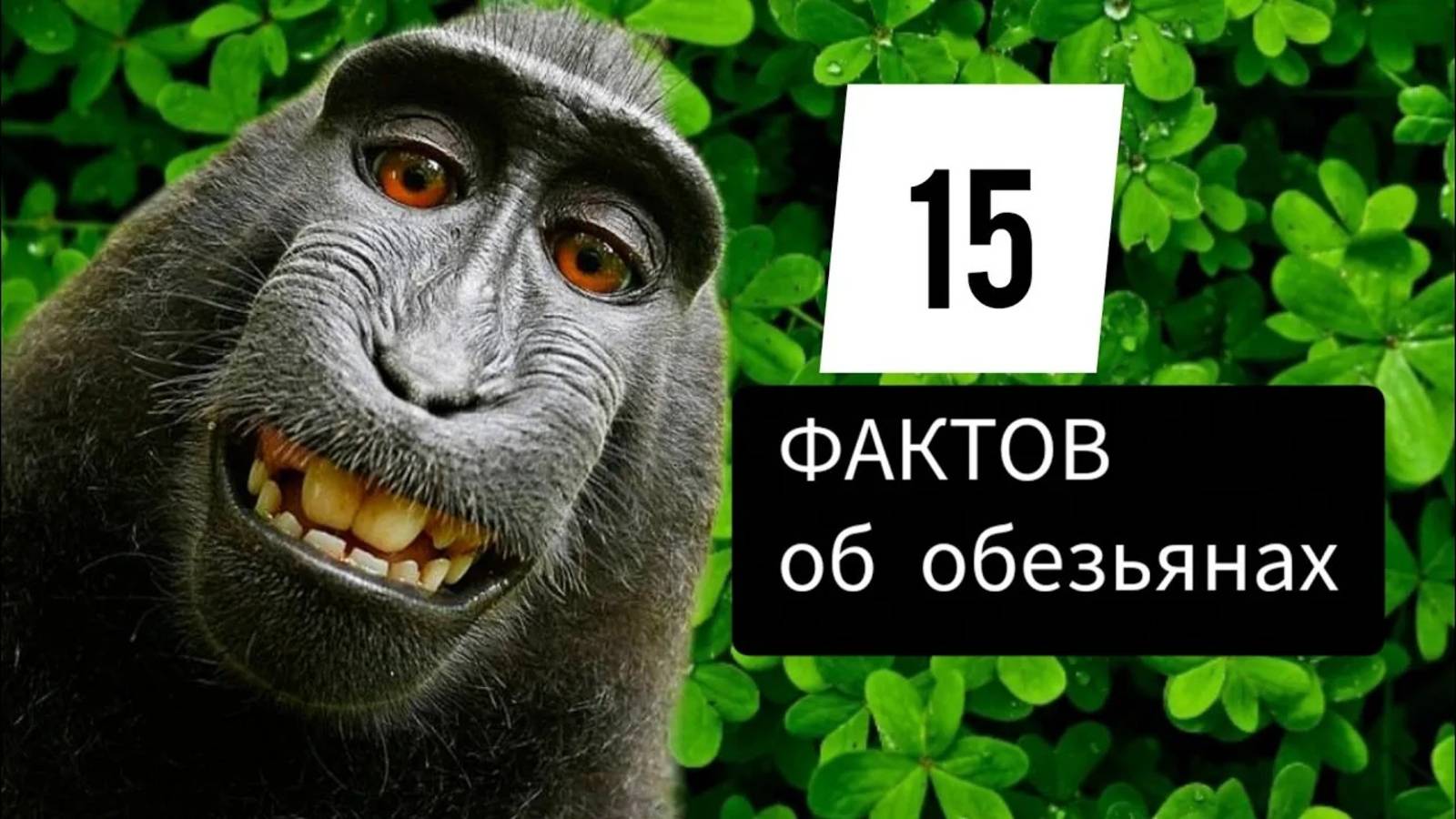 УДИВИТЕЛЬНЫЕ ФАКТЫ ОБ ОБЕЗЬЯНАХ о которых вы не знали. смотреть онлайн