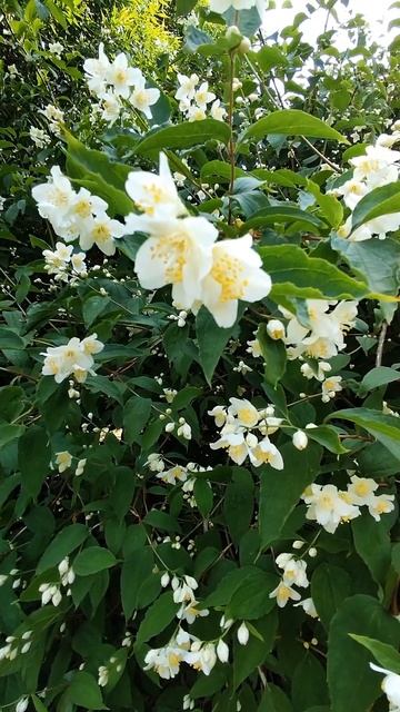 Когда цветëт жасмин хочется вдыхать аромат белоснежных цветов и мечтать. #short смотреть онлайн