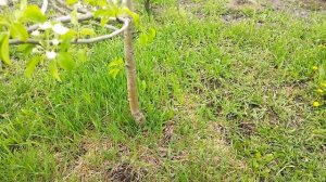 5 мая 2023 г. цветение разных сортов груш.