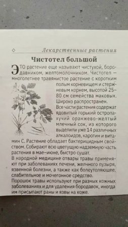 Чистотел большой