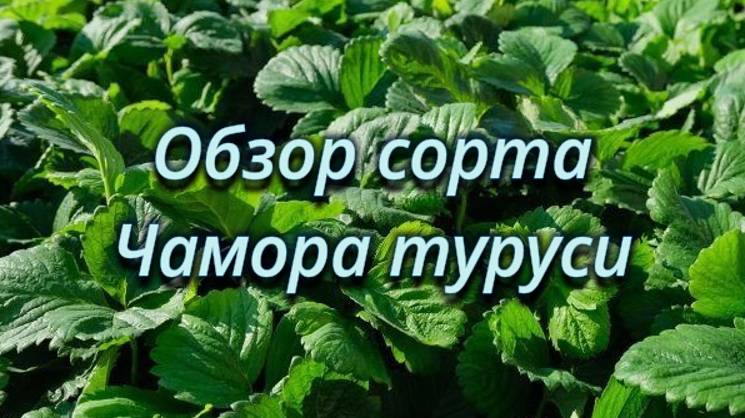 Обзор сорта клубники Чамора-туруси смотреть онлайн