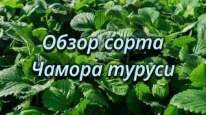 Обзор сорта клубники Чамора-туруси