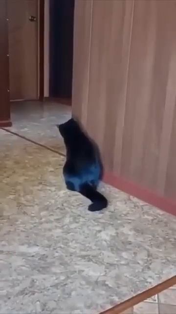 Можно смотреть вечно, смешные кошки и собаки 🐶 #shorts #lol #жиза смотреть онлайн