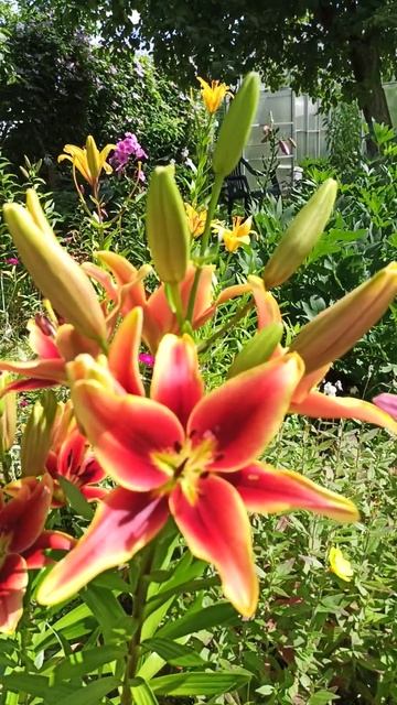 Avalon Sunset(Лилия ОА- гибрид) смотреть онлайн