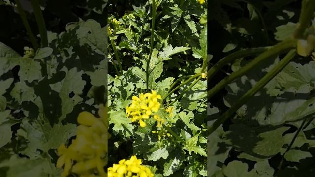 Горчица для пчёл смотреть онлайн