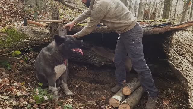 ХАКАН  SOLO SURVIVAL CAMPING In RAIN; Building SECRET DUGOUT Inside  Fallen TREE.
