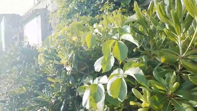 Mr Green presenta la pianta di Pittosforo смотреть онлайн