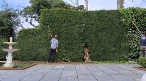 Hedge cutting Yew/laurel hedge