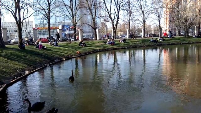 04. Лебеди на пруду ВДНХ смотреть онлайн