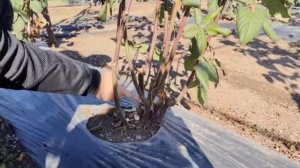 Правильная обрезка и формирование куста ежевики!