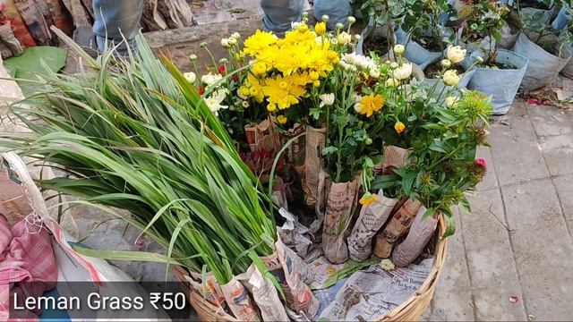 Shyambazar Sakher Haat|Tala Hat Visit & Prices Of Winter Season Flower Saplings | Biggest In Kolkat