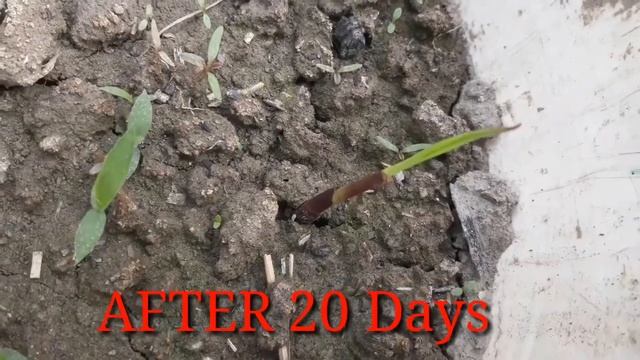#Sugar cane আখ চাষ পদ্ধতি । How to grow sugar cane in a container. ছাদে  টবে করে আখ চাষ পদ্ধতি ।