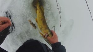 Замор на Селигере.Зимняя рыбалка на щуку,ловим на поставушки.