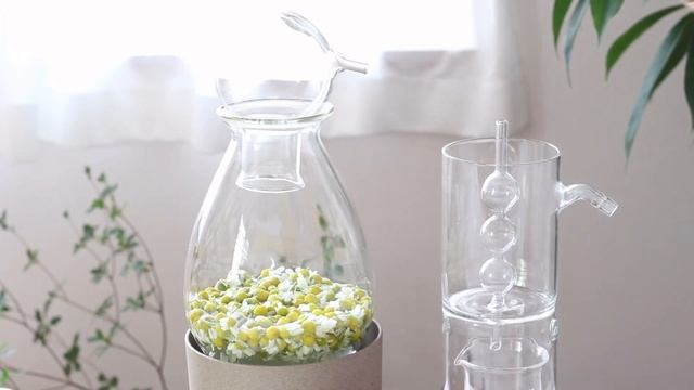 【青い精油が採れた？！】ジャーマンカモミールの化粧水作り/ハーブ蒸留