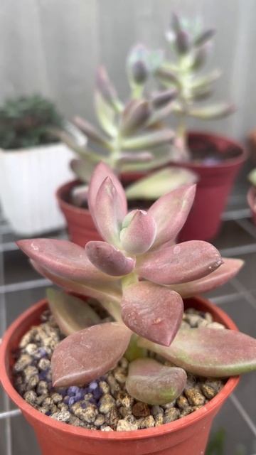 Ruby Donna Succulent Pinkiest #succulent succulent #cns #shorts смотреть онлайн