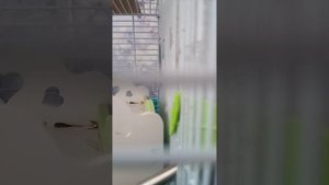 мой одинокий хомячок-тубик