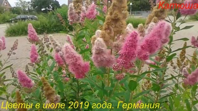 Цветы в июле 2019 года Германия смотреть онлайн