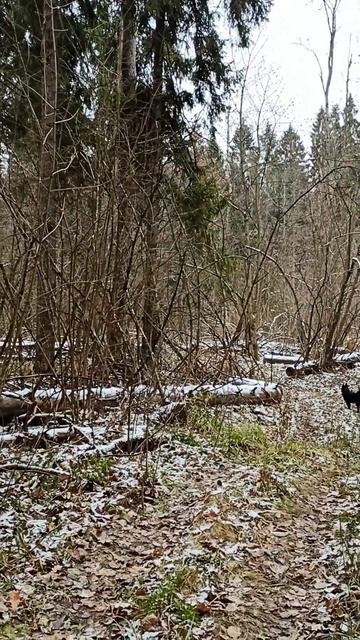 Вдоль дороги лес густой./В.Высоцкий/ смотреть онлайн