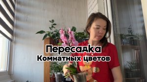 Пересадка комнатных цветов