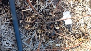 Обрезка гортензии Вимс Ред