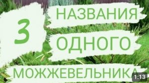 ТРИ НАЗВАНИЯ ОДНОГО МОЖЖЕВЕЛЬНИКА