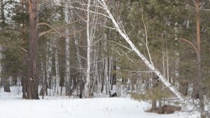 Глухари весной!!!